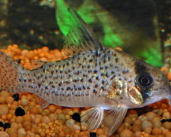Corydoras Sp. Rio Negro L