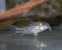 Corydoras Sp. C91 M