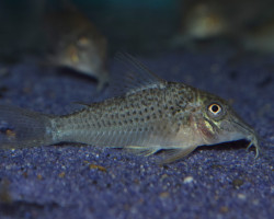 Corydoras Cervinus M