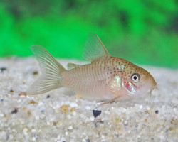 Corydoras Polystictus L