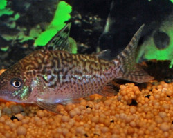 Corydoras Sodalis M