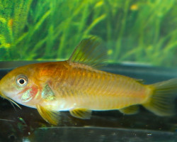 Corydoras Sp. Cw078 M