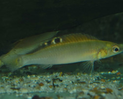 Crenicichla Regani M