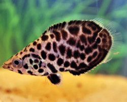 Ctenopoma Acutirostre S/M