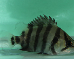 Datnioides Quadrifasciatus M