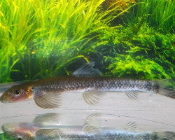 Garra Congoensis M