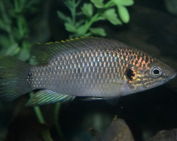 Hemichromis Sp. Guinea Ii L