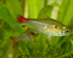 Hemigrammus Stictus M