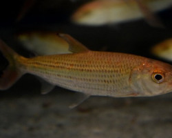Hydrocynus Vittatus M