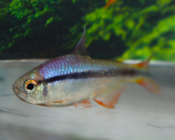 Hyphessobrycon Cyanotaenia S