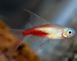 Parach. Innesi Gold Diamant Longfinl""