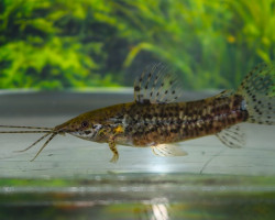 Megalechis Sp. Peru Rio Nanay S