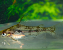 Chandramara Chandramara M