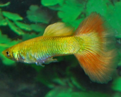 Guppy Singa Dragon M