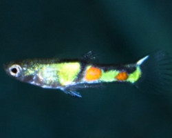 Poec. Wingei El Tigre Maschio M