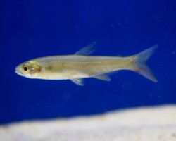 Aphyocharax Dentatus L