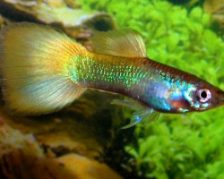Guppy Neon Yellow Maschio M