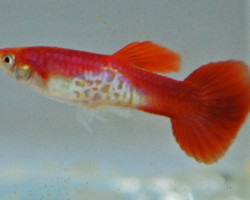 Guppy Snakeskin Flamingo Red Maschio M