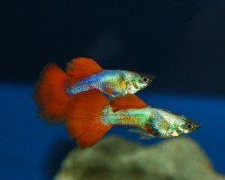 Guppy Platinum Orange M