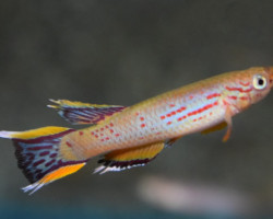 Aphyosemion Australe Chocolate L