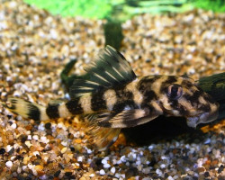 Zonancistrus Sp.L052 M