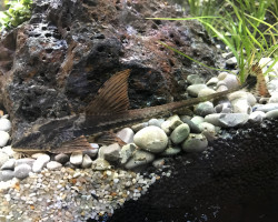 Loricaria Rio Atabapo M