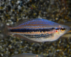 Melanotaenia Trifasciata Blyth River L