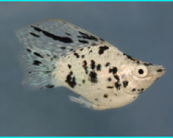 Mollie Balloon Dalmatian S/M