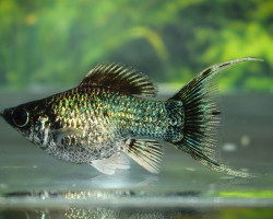 Mollie Balloon Electric Blu Long Fin M