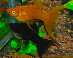 Mollie/Poecilia Velifera Lyra Mix M