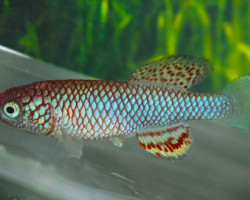 Nothobranchius Boklundi Iuangwa Valley M