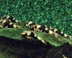 Rhinotocinclus Isabelae M