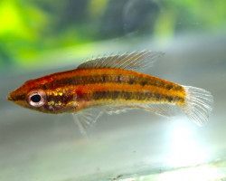 Parosphromenus Anjunganensis M