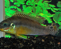 Pelv. Taeniatus Wouri M