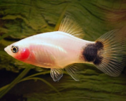 Platy Mickey Mouse White M