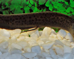 Protopterus Annectens/Dolloi L