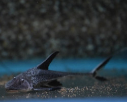 Pterosturisoma Microps L