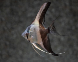 Pterophyllum Sc. Bicolor Blue M