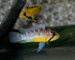 Apistogramma Atahualpa M