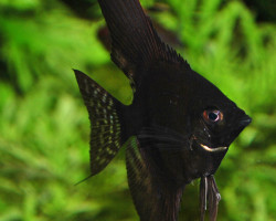 Pterophyllum Sc.Pinoy Black S/M