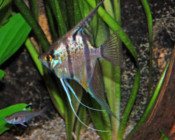 Pterophyllum Sc. Sp. "Rio Nanay" S/M