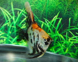 P. Scalare Orange Panda M