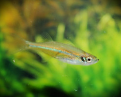 Horadandia Atukorali S