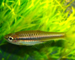 Rasbora Jacobsoni M