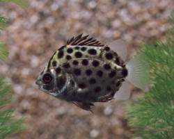 Scatophagus Argus M