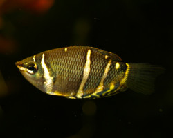 Sphaerichthys Osphromenoides  S