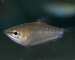 Sphaerichthys Acrostoma M