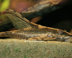 Sturisoma Festivum M