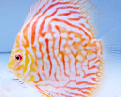 Discus Tiger Head Pigeon M