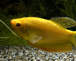 Trichopodus Trichopterus Gold L